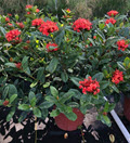 Maui Ixora